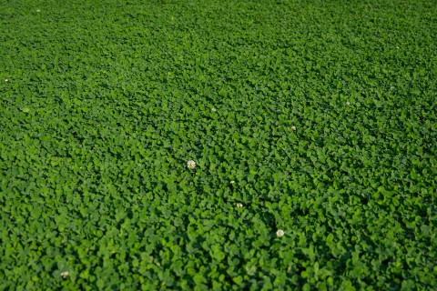 Lawn Clover 3.jpg